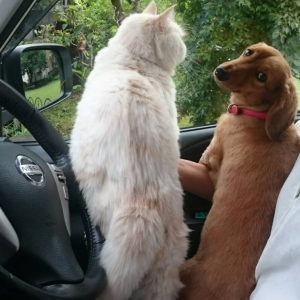 機械設計寺田技研 ダン君 ペル